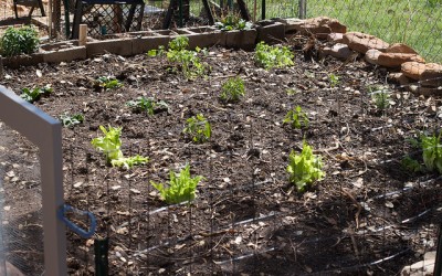 In 2014 Why Don’t You Try Growing Your Own Vegetable Patch?