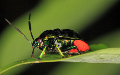 Amazing Ways to Make Your Home Bug-Free