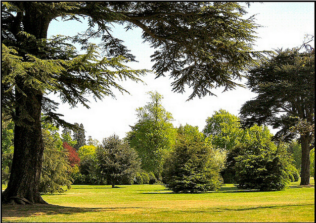 How to Get Rid of Those Unwanted Trees in Your Garden