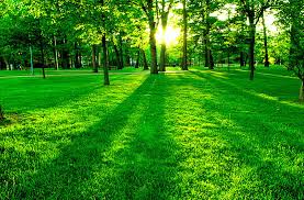 Green Building or Remodeling: Things to Consider