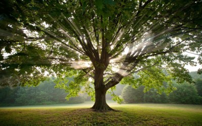 Science Proves It: Trees Are More Helpful Than You May Imagine