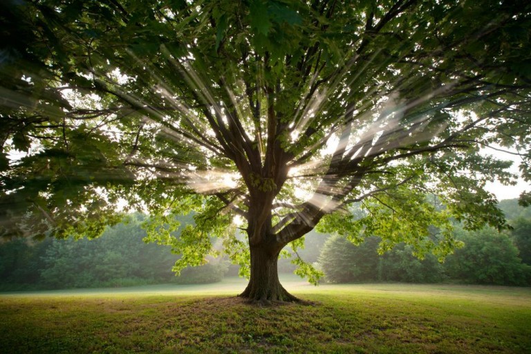 Science Proves It: Trees Are More Helpful Than You May Imagine