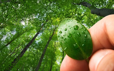 How to Have a Greener Home