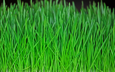 The Three Principles Of Greener Living