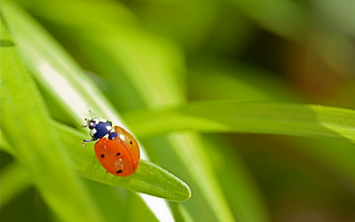 How To Create A Greener Garden