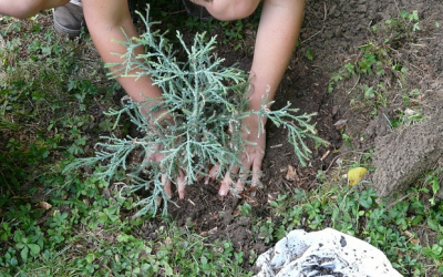 How To Landscape And Be Eco Friendly All In One