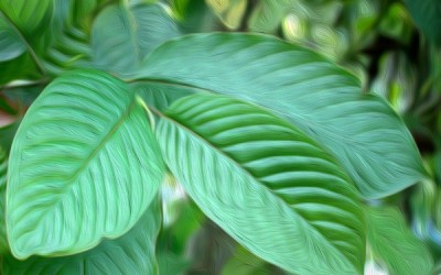 Frequently asked questions about kratom
