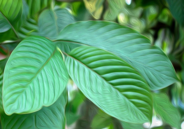 Frequently asked questions about kratom