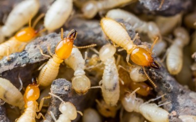 Swarms Hiding in Your Home: Termite Infestation Detection Made Simple