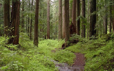 Think Limiting Use of Paper Products Encourages Forest Growth? Think Again