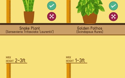 10 of the best indoor house plants