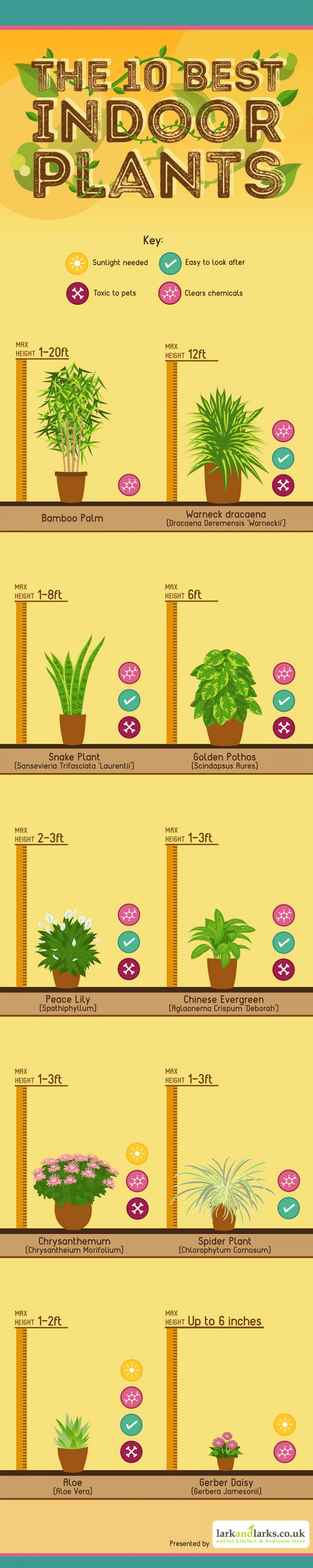 10 of the best indoor house plants