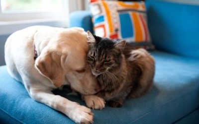 How having a family pet can change your home’s dynamic