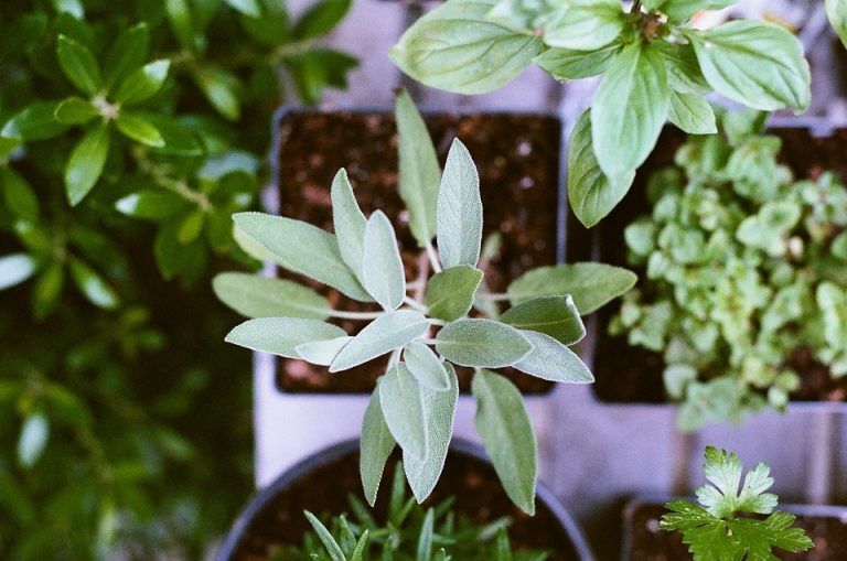 Try These Tips for Gardening in Small Places