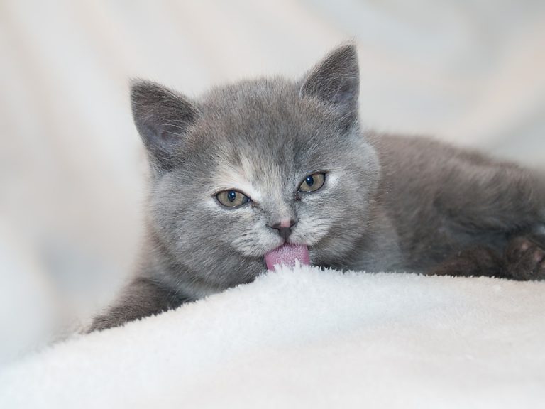 Preparing for Kittens