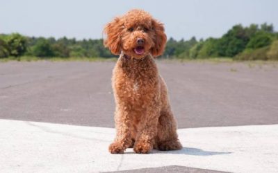 Should You Get A Cavapoo Or A Cockapoo?