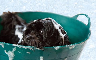 Choosing the Best Dog Shampoo