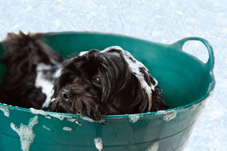 Choosing the Best Dog Shampoo