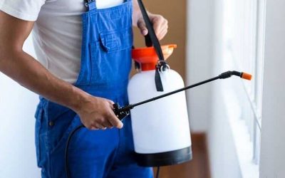 5 Signs It’s Time to Call Professionals for Your Pest Issue