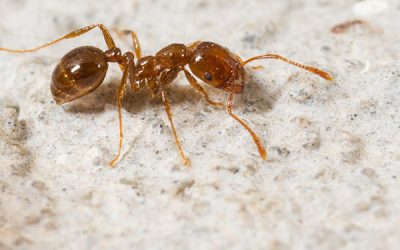 Fire Ants – Serious Issues They Can Cause