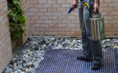 5 Pests That Can Invade Your Home and What to Do About Them