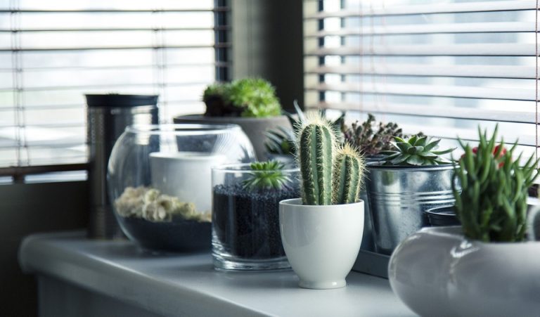 Creating a Garden to Accent Your Home