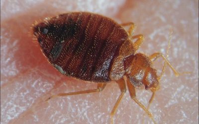 How to get rid of bed bugs and ensure they don’t come back