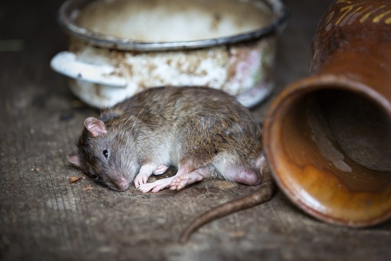 Tips For Keeping Rodents Out of Your Home