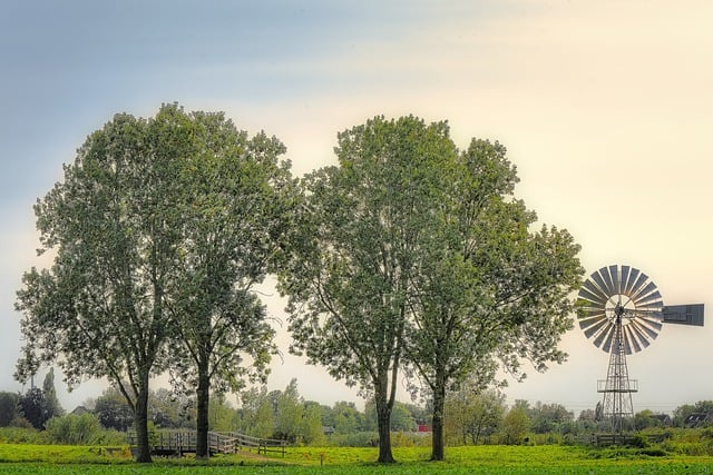 What Trees Are Safe to Plant Near Your Sewer Line?